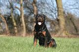 ROTTWEILER 535